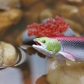 figurka łososia safari ltd cykl zycia.jpg