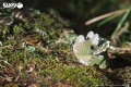 06_tricera_09.JPG