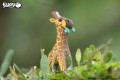 09_giraffe_06.JPG