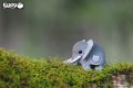 10_elephant_01.JPG