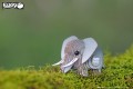 10_elephant_02.JPG