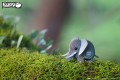 10_elephant_03.JPG