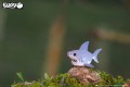 19_shark_02.JPG