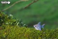 19_shark_03.JPG