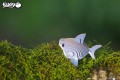 19_shark_04.JPG