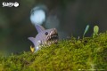 19_shark_05.JPG