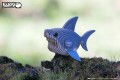 19_shark_06.JPG