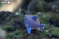 19_shark_07.JPG