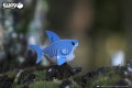 19_shark_08.JPG