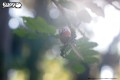23_parrot_01.JPG