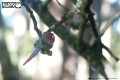 23_parrot_04.JPG