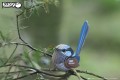 25_fairywren_01.JPG