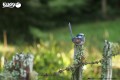 25_fairywren_05.JPG
