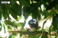 25_fairywren_06.JPG