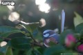 25_fairywren_07.JPG