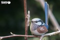 25_fairywren_11.JPG