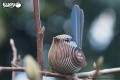25_fairywren_14.JPG