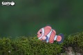 37_clownfish_01.JPG