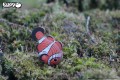 37_clownfish_03.JPG