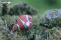 37_clownfish_04.JPG