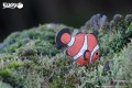 37_clownfish_07.JPG