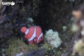 37_clownfish_10.JPG