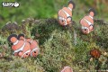 37_clownfish_11.JPG