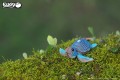 38_turtle_04.JPG
