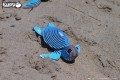38_turtle_10.JPG