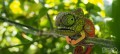 075_chameleon_3_JPG.jpg