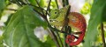 075_chameleon_5_JPG.jpg