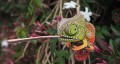 075_chameleon_8_JPG.jpg