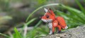 072_redfox_5_JPG.jpg