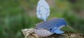 66_bluewhale_5_jpg.jpg