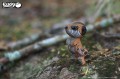 46_meerkat_02.JPG