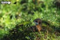 46_meerkat_04.JPG
