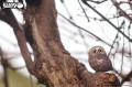 44_owl_05.JPG