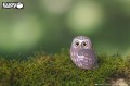 44_owl_06.JPG