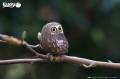 44_owl_07.JPG