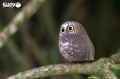 44_owl_08.JPG