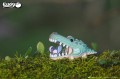 29_corcodile_01.JPG