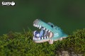29_corcodile_02.JPG