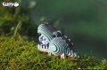 29_corcodile_04.JPG