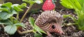 026_hedgehog_3_JPG.jpg