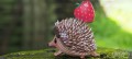 026_hedgehog_5_1_JPG.jpg