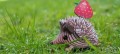 026_hedgehog_5_2_JPG.jpg