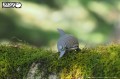 21_dolphin_02.JPG