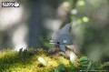 21_dolphin_03.JPG