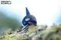 20_orca_04.JPG