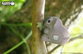 16_koala_03.JPG